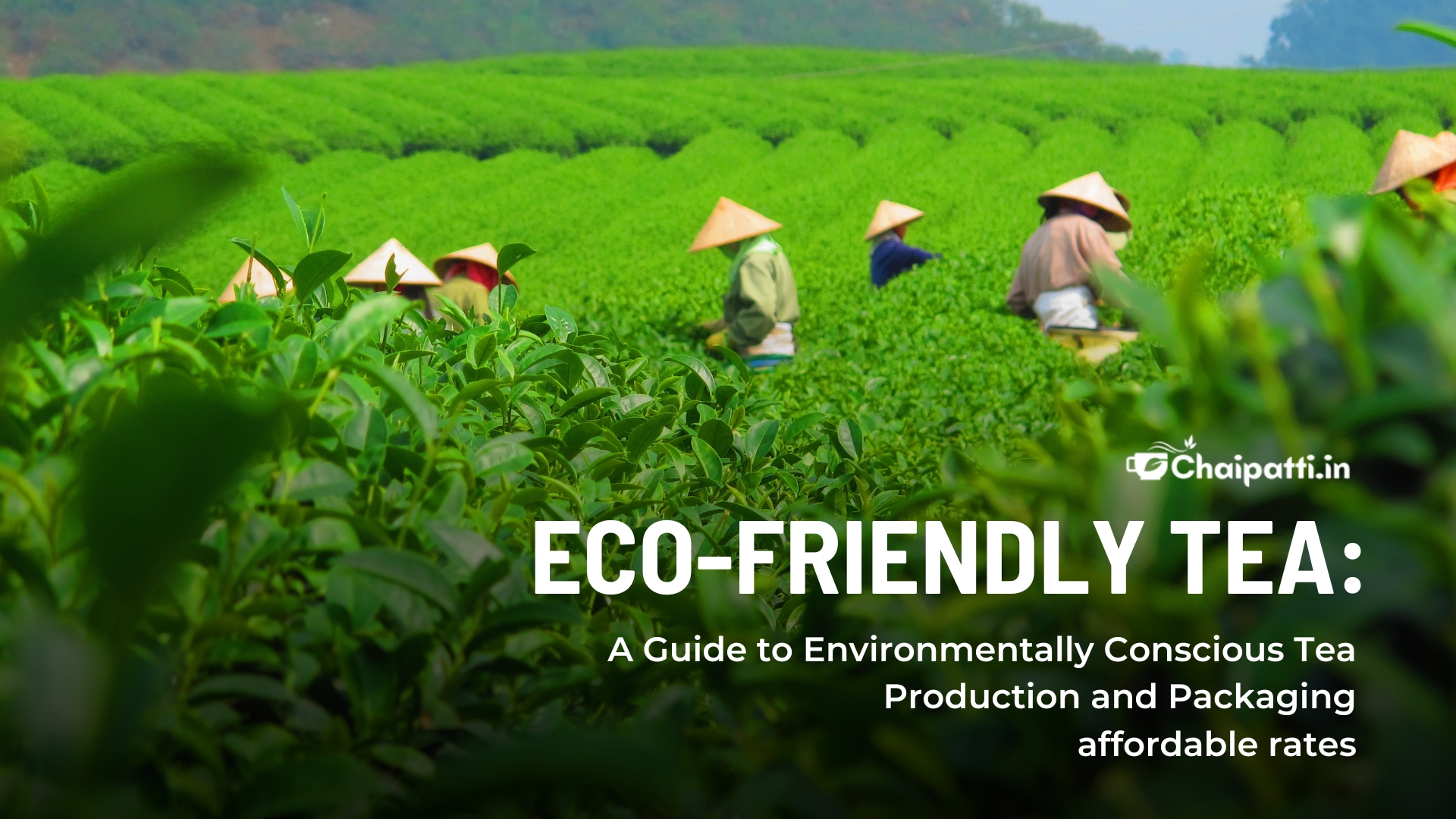 Eco-Friendly Tea: A Guide to Environmentally Conscious Tea Production and Packaging