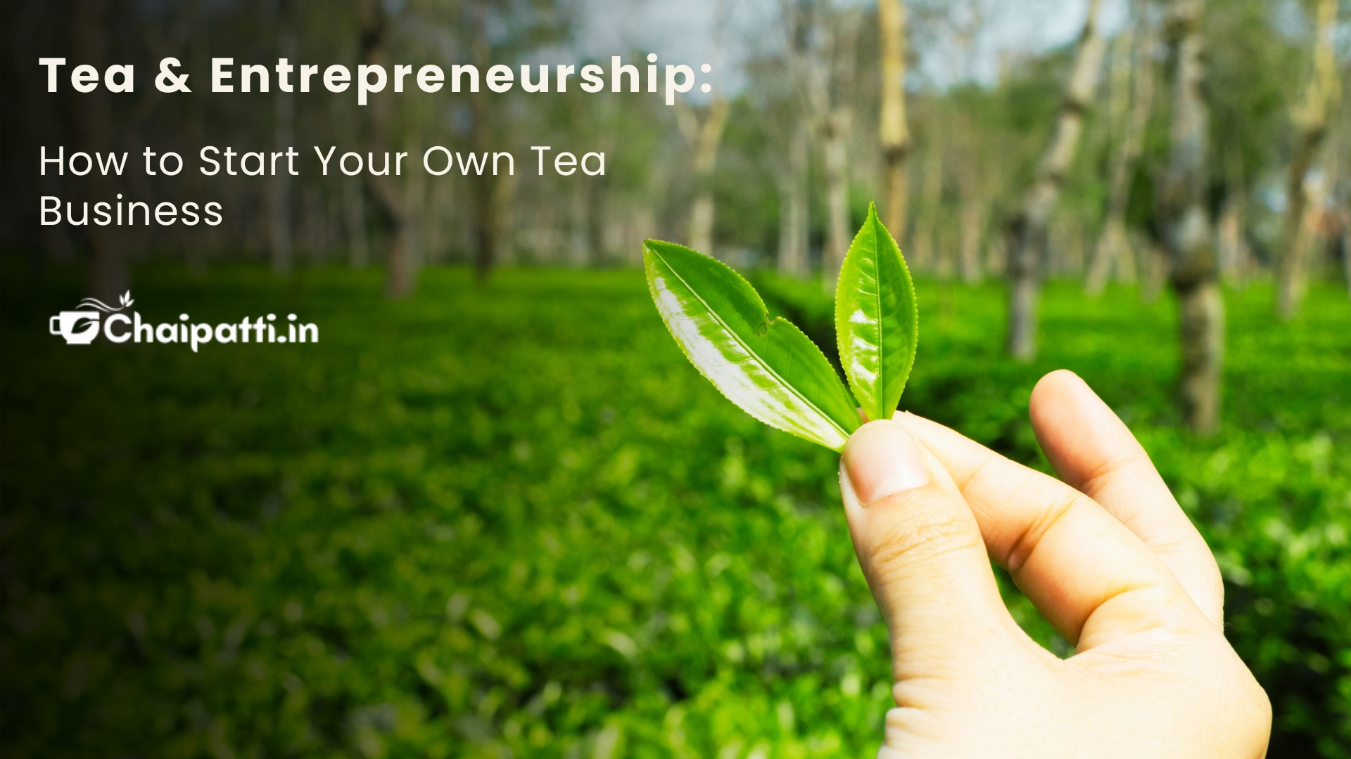 Tea and Entrepreneurship: How to Start Your Own Tea Business